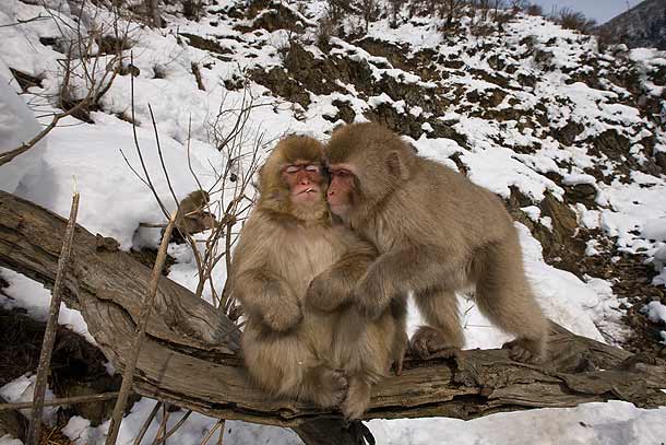 Two-juvenile-Japanese-Macaques-sitting-on-tree-branch-in-the-snow,-one-seemingly-smoking,-Jigokudani,-Japan_F2F8157-{J}