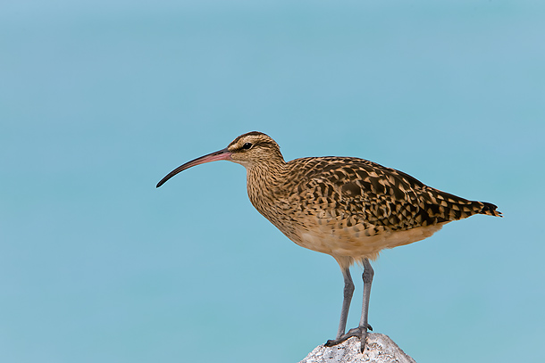 bristle thighed curlew