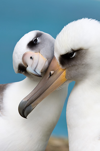 Laysan-Albatross-pair-nuzzling-Sand-Island-Midway-Atoll-USA.jpg