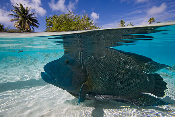 The reef side of the atoll is much wilder with high surf as a constant 