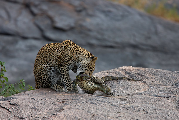 http://www.wildencounters.net/weblog/wp-content/uploads/2010/08/Young-male-Leopard-killing-Monitor-Lizard-Masai-Mara-Kenya-21.jpg