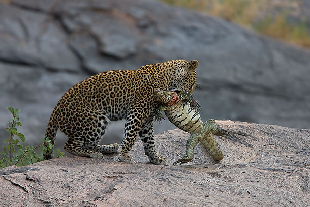 http://www.wildencounters.net/weblog/wp-content/uploads/2010/08/Young-male-Leopard-killing-Monitor-Lizard-Masai-Mara-Kenya-22.jpg