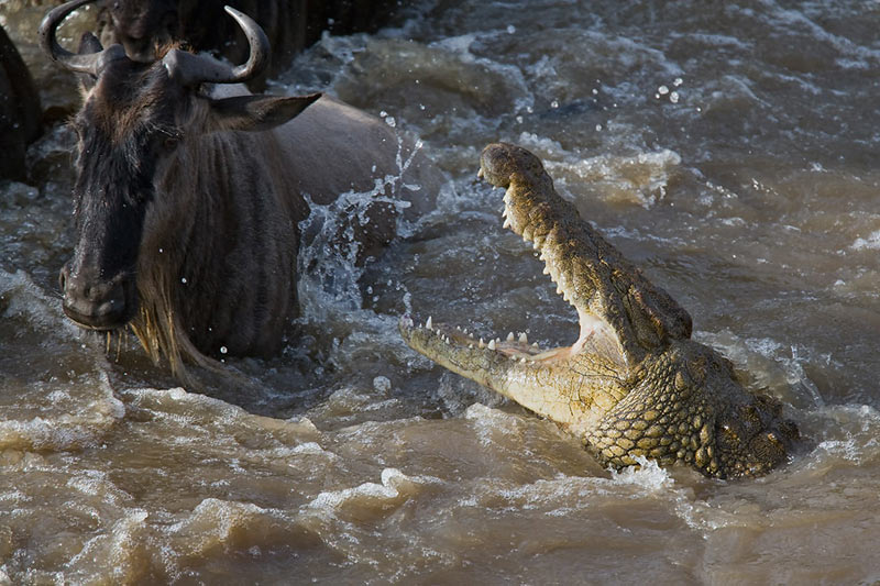 crocodile eating wildebeest