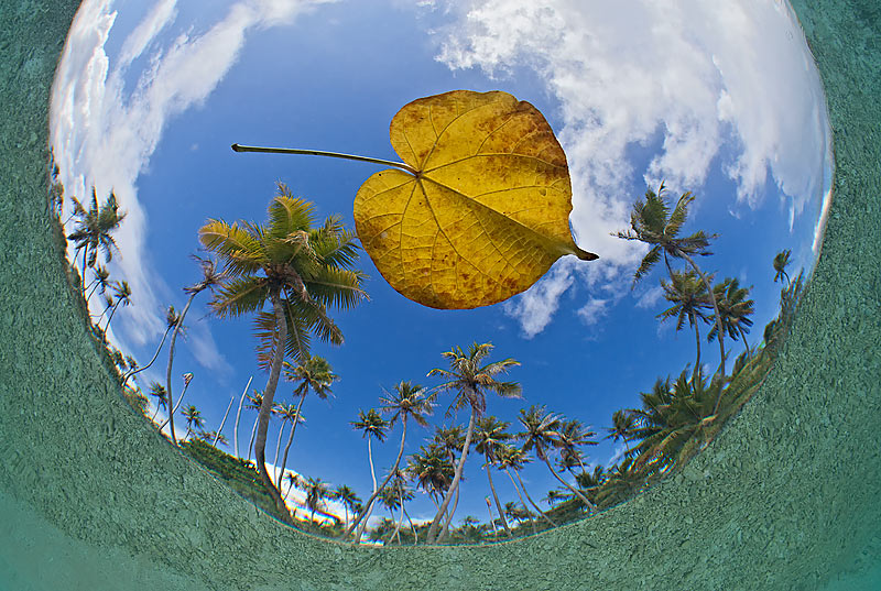 more-contrast-Fish-eye-view-of-floating-leaf-and-coconut-palms-shot-from-below-the-sea-surface-Fakarava-Tahiti1.jpg