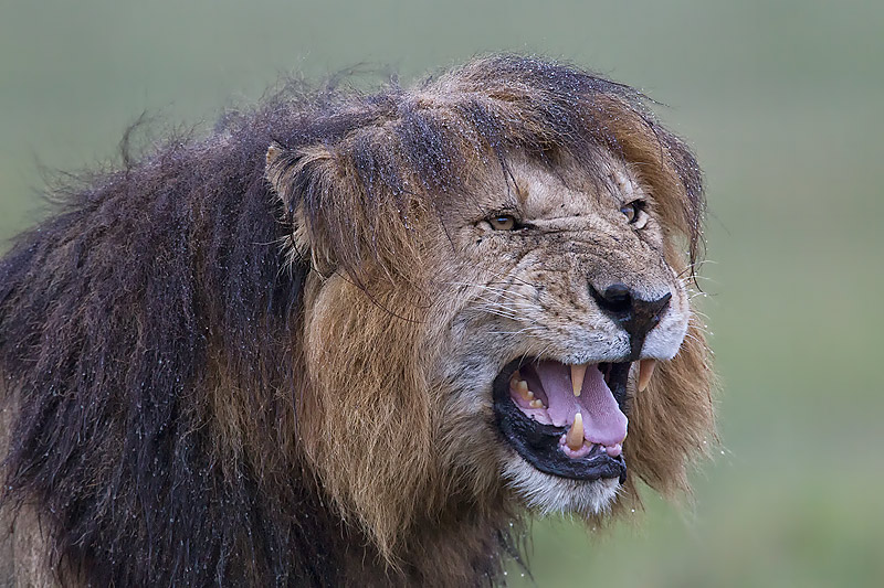 42.-Male-Lion-with-wet-mane-snarling-Mas
