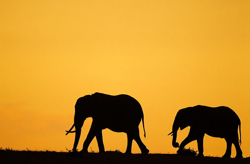 http://www.wildencounters.net/weblog/wp-content/uploads/2012/01/44.-Two-African-Elephants-walking-silhouetted-against-dawn-sky-Masai-Mara-Kenya.jpg