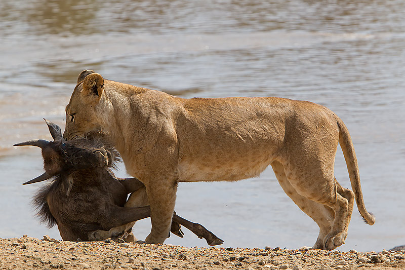 http://www.wildencounters.net/weblog/wp-content/uploads/2012/01/58.-Lioness-carrying-Wildebeest-calf-kill-on-the-bank-of-the-Mara-River-Masai-Mara-Kenya.jpg