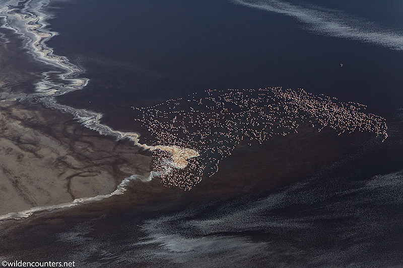  Aerial view of Lesser Flamingos flying over lake shore with evaporated sodium compound trails on lake surface, Lake Natron, Tanzania, Canon 5D MK3,Canon 24-105mm, f4, IS lens @105mm, handheld, 1/5,000 sec, f4, ISO 400, AV -1 & 1/3