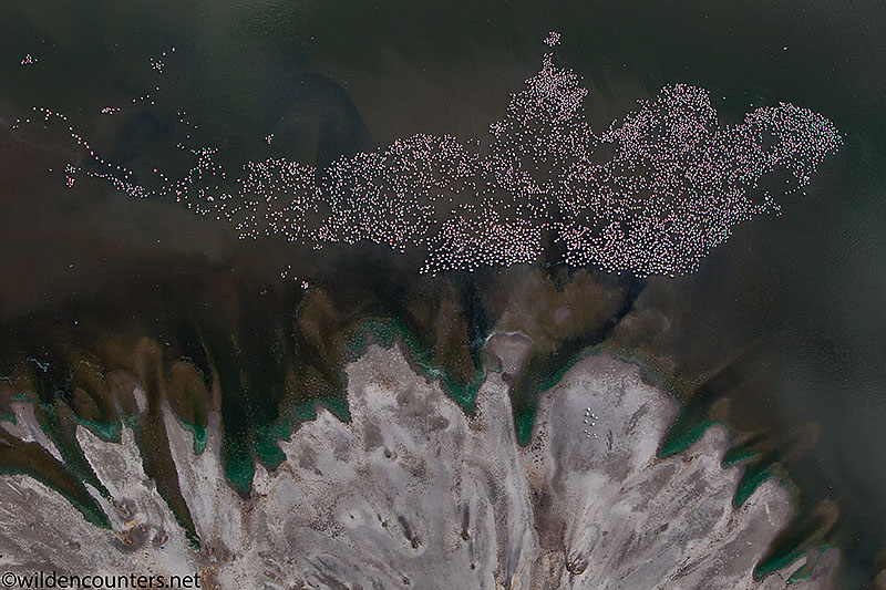 Aerial view of Lesser Flamingos beside the lake shore delta of Lake Natron, Tanzania, Canon 1D MK4, Canon 70-200mm f2.8 IS lens @70mm, handheld, 1/2,000 sec, f4, ISO 500, AV at -1