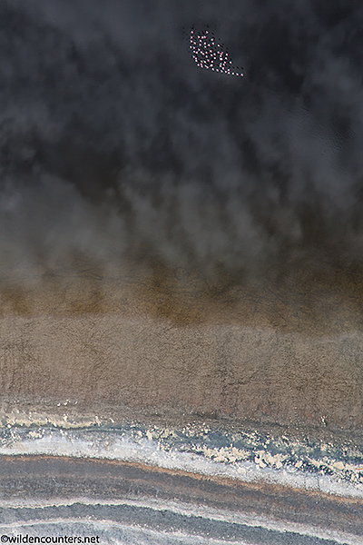 Aerial view of Lesser Flamingos flying over shallow water with cloud reflections next to lake shore, Lake Natron, Tanzania, Canon 5D, MK3 Canon 24-105mm f4 IS lens @105mm, handheld, 1/2,000sec, f4, ISO 400, AV -2/3