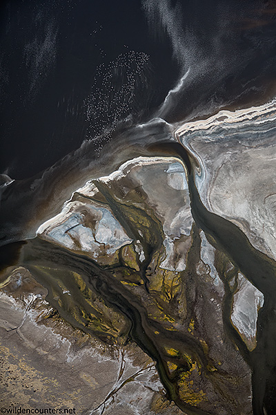 Aerial view of Lesser Flamingos flying over lake shore at Lake Natron, Tanzania, Canon 5D MK3, Canon 24-105mm f4 IS lens @65mm, handheld,1/4,000sec, f4, ISO 400, AV at -1/3