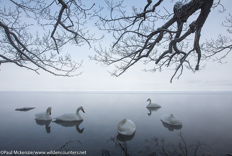 1. Whooper Swans on lake at dawn under snow covered tree branches, Lake Kussharo, Hokkaido, Japan