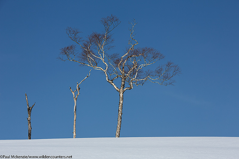 10. Trees on snow covered ridge, Hokkaido, Japan