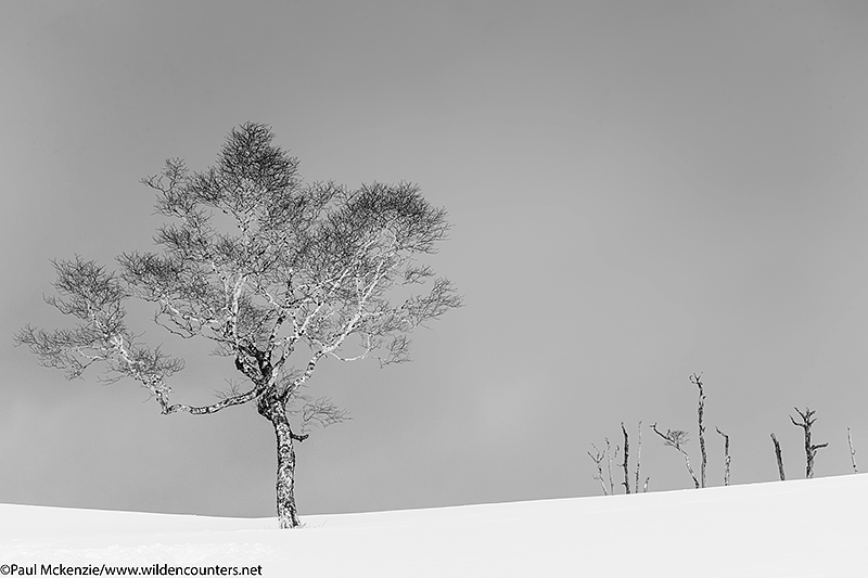 11. Trees on snow covered slopes, Hokkaido, Japan_74A9040 {J}