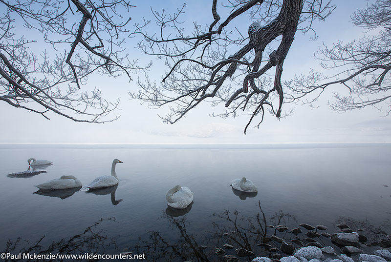 Whopper Swans on lake at dawn, Lake Kussharo, Japan; Canon 5D MK3, Canon 16-35mm f2.8L 2 lens @16mm, handheld, 1/200th sec, f13, ISO400, manual exposure