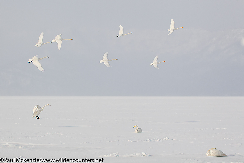 3. Whooper Swans landing on frozen lake, Lake Kussharo, Hokkaido, Japan