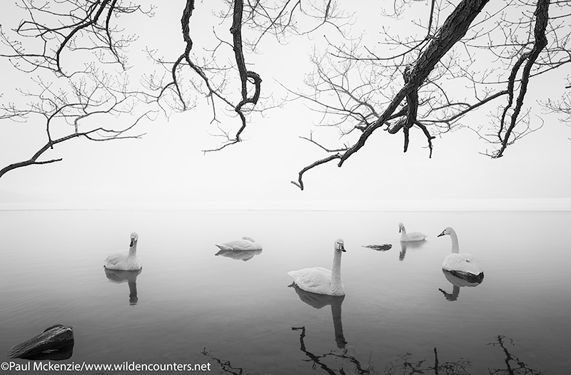 3a Whopper Swans at dawn on frozen lake opening under overhanging branches, Lake Kussharo, Hokkaido, Japan_74A7770 {J}