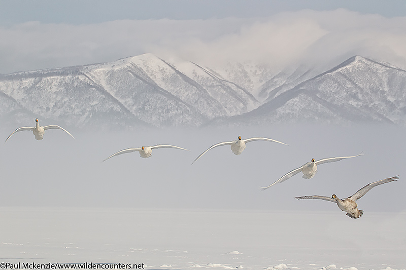 4. Whooper Swans flying into land on frozen lake, Lake Kussharo, Japan