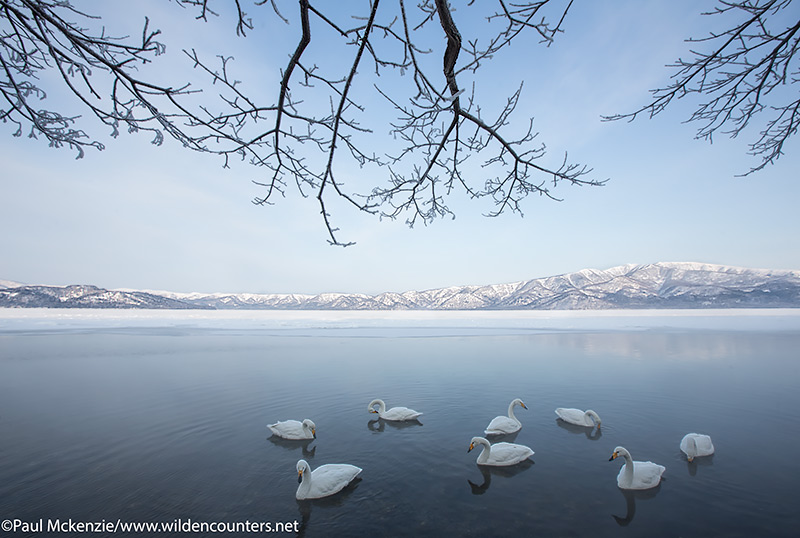 4a Whooper Swans at dawn in winter on lake under tree branches, Lake Kussharo, Hokkaido, Japan