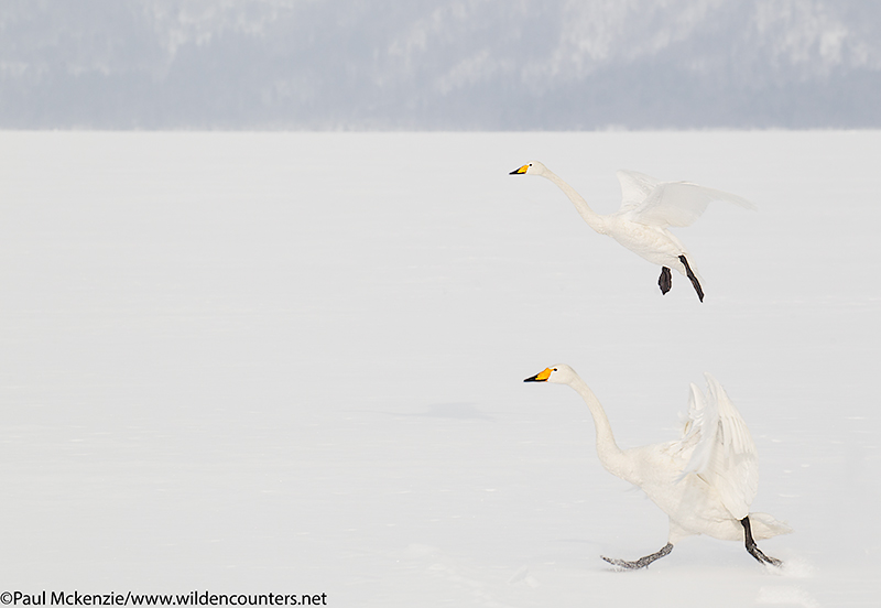 5. Two Whooper Swans landing on frozen lake, Lake Kussharo, Hokkaido, Japan