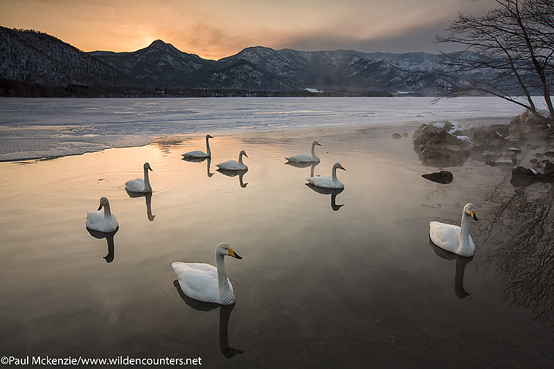 5a Whooper Swans on frozen lake opening at sunset, Lake Kussharo, Hokkaido, Japan