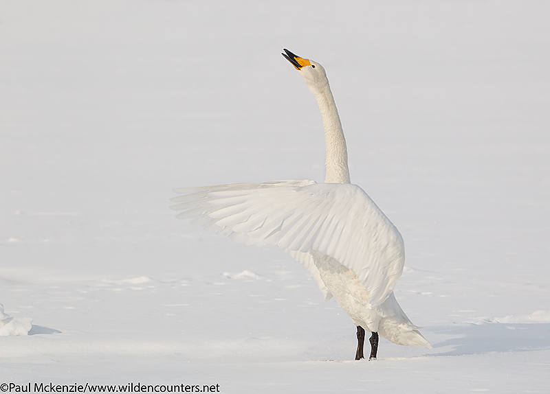 6. Whooper Swan standing on frozen lake ice, calling