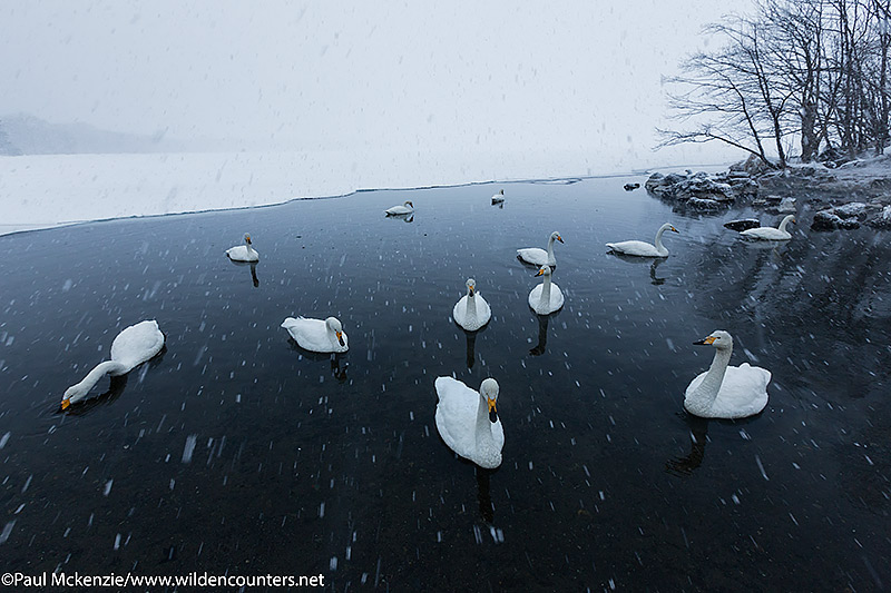 6a Whooper Swans on frozen lake opening during snow storm, Lake Kussharo, Hokkaido, Japan