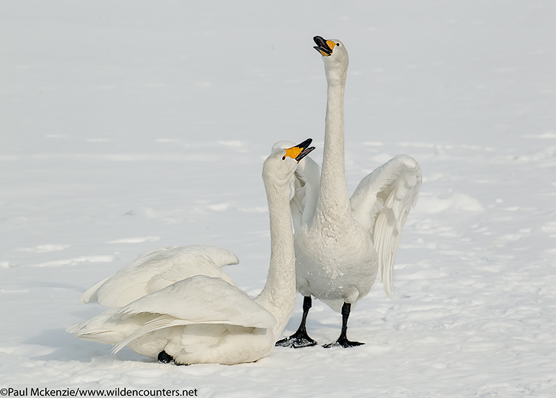 7. Two Whooper Swans on frozen lake, calling, Lake Kussharo, Hokkaido, Japan_P3I5817 {J}