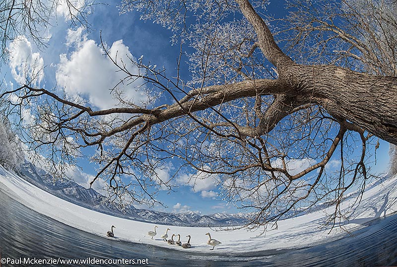 7a Whopper Swans on frozen ice with overhanging, frost-covered tree branch over lake opening in foreground, Lake Kussharo, Hokkaido, Japan