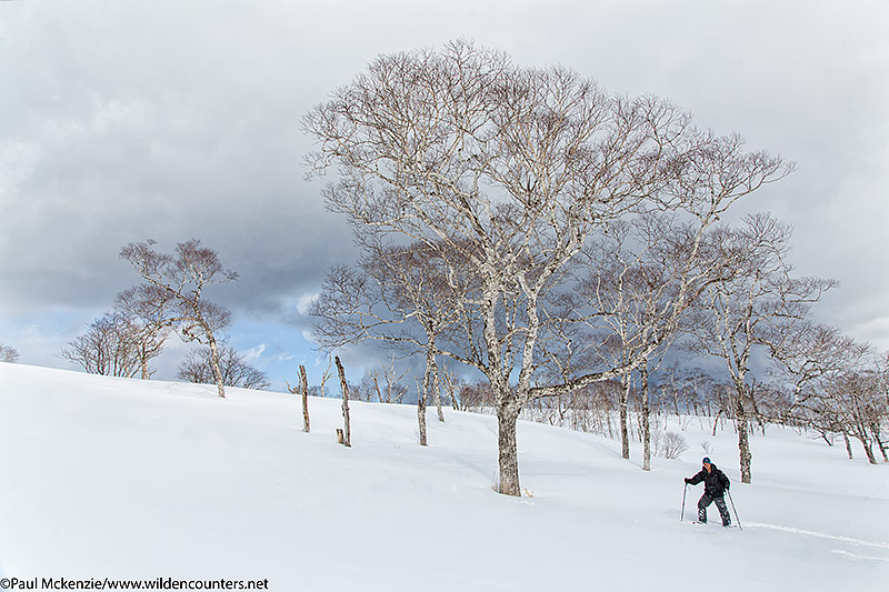 8. Paul Quah on snow shoes amongst trees on snow slope, Hokkaido, Japan