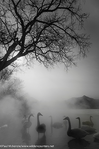 8a. Whooper Swans on at hot spring on a wnter's morning