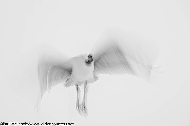 Monochrome image of Red Crowned Crane flying blur, Hokkaido, Japan