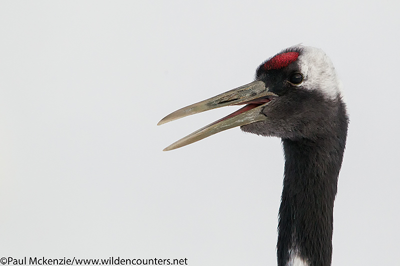 Red Crowned Crane head shot, Hokkaido, Japan