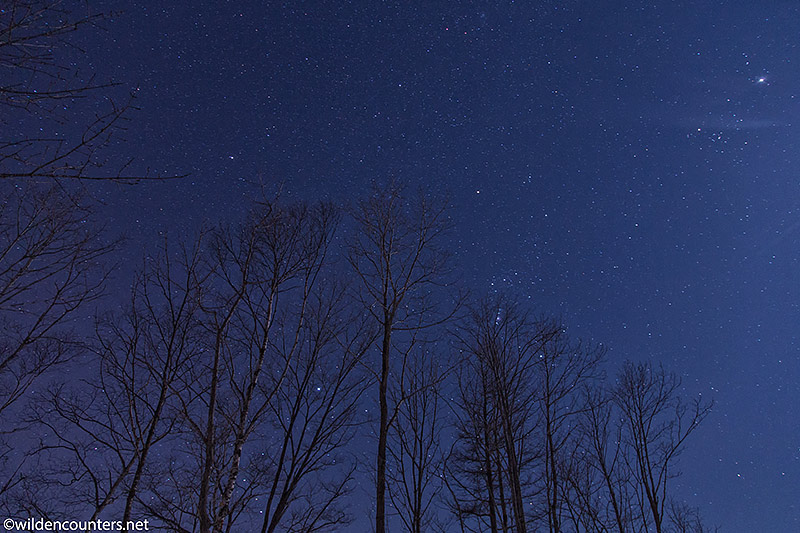 Star filled sky above barren trees, Lake Kussharo, Japan