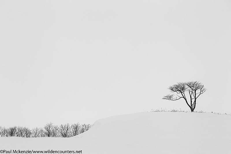 Tree in snow field, Hokkaido, Japan