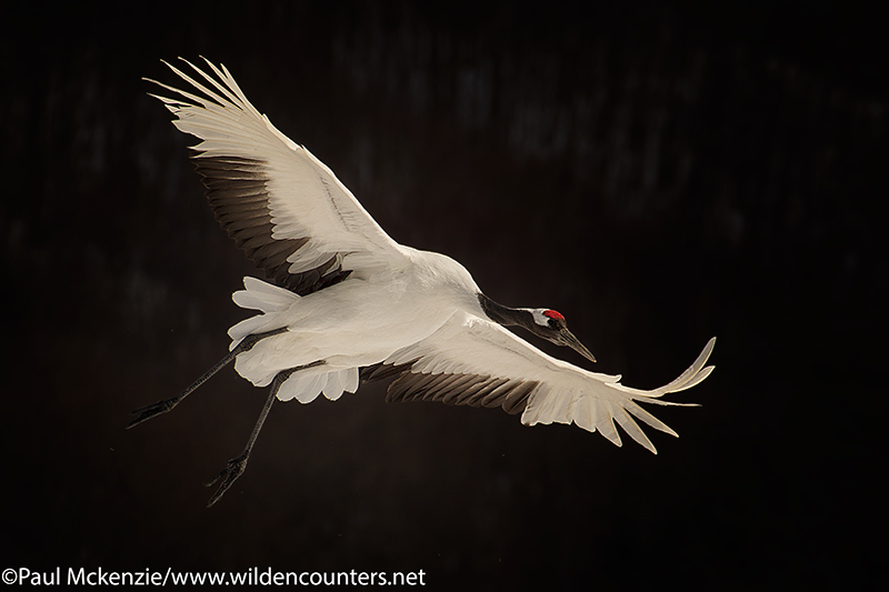 selection Red Crowned Crane coming in to land against dark forest, Hokkaido, Japan_P3I9265 {J}