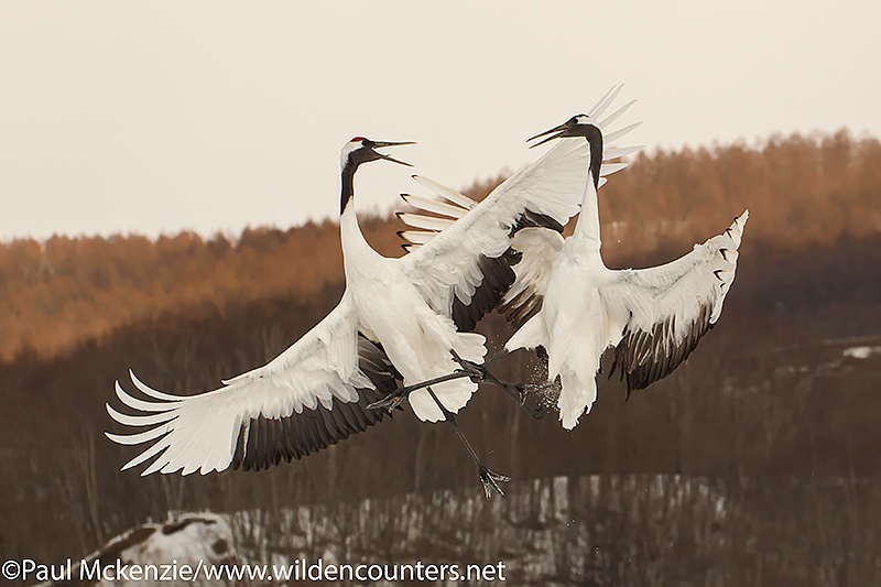 with selction Red Crowned Cranes engaged in courtship dance in mid-air, Hokkaido, Japan_P3I9195 {J}