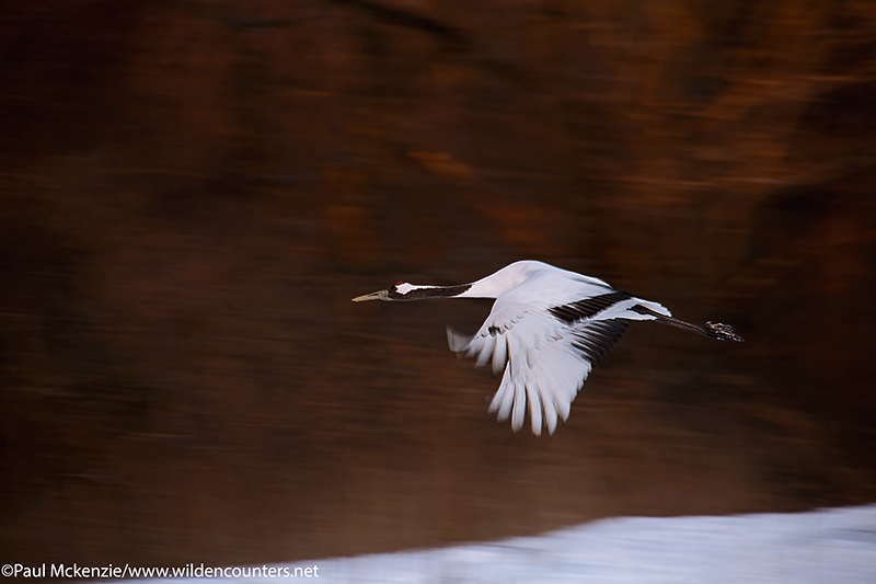 with selection Red Crowned Crane, flying over snow and past forest, with motion, Hokkaido, Japan_74A8133 {J}