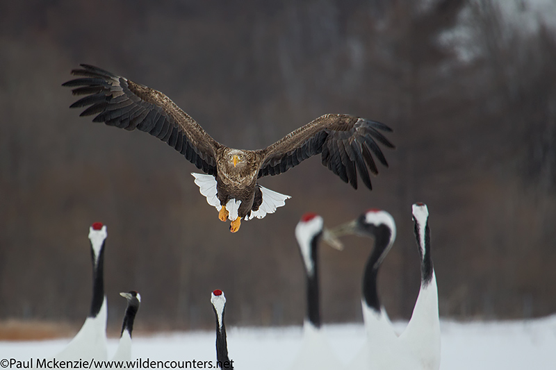 with selection White-Tailed Eagle flying towards Red Crowned Cranes, Eastern Hokkaido, Japan