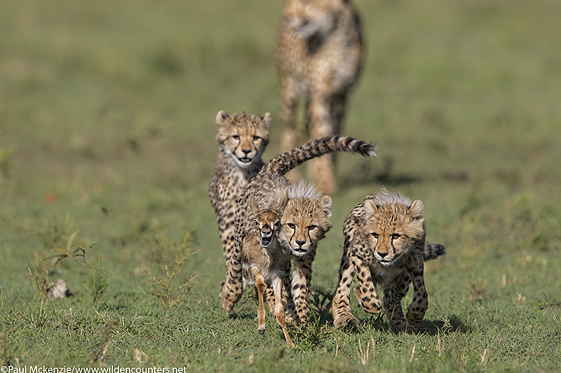 1Cheetah cubs chasing Thomson's Gazelle fawn with mother Cheetah in the background, Masai Mara, Kenya_P3I7834 {J}