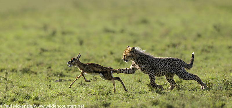 2Cheetah cub chasing Thomson's Gazelle fawn, Masai Mara, Kenya