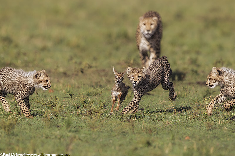 3Cheetah cubs, watched by their mother, chase after Thomson's Gazelle fawn, Masai Mara, Kenya