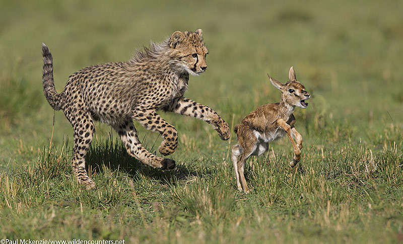 4with selection Cheetah cub chasing Thomson's Gazelle fawn, Masai Mara, Kenya_P3I7943 {J}