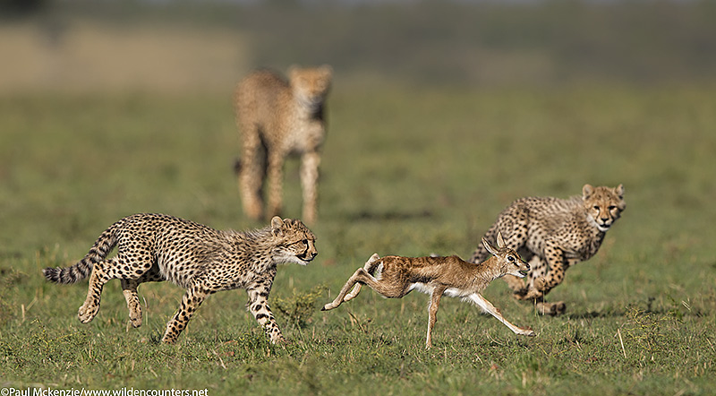 5Cheetah cubs chasing Thomson's Gazelle fawn as mother cheetah looks on, Masai Mara, Kenya_P3I7931 {J}