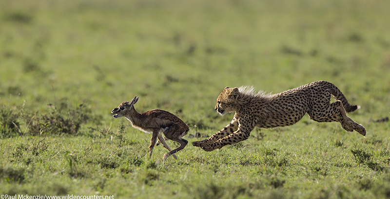 6with selection Cheetah cub chasing Thomson's Gazelle fawn, Masai Mara, Kenya #2