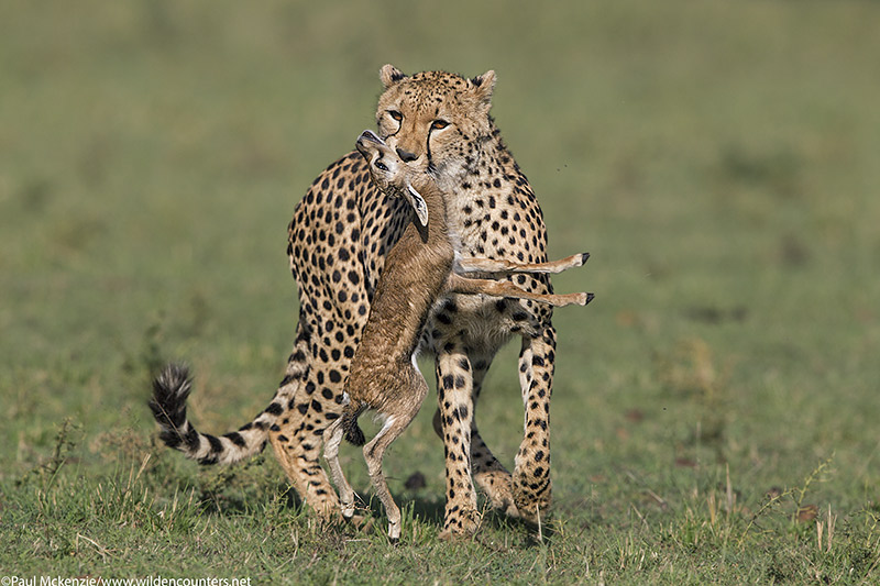 7with selection Adult female Cheetah carrying Thomson's Gazelle Kill, Masai Mara, Kenya_P3I7984 {J}