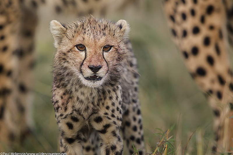 Cheetah cub with bloody face, framed between adult Cheetah's lags, Masai Mara, Kenya