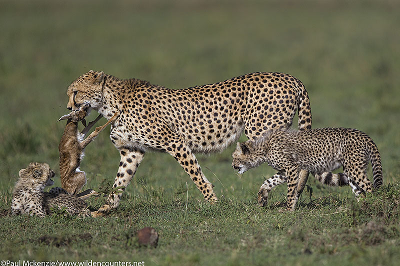 Cheetah mother bring still live Thomson's Gazelle fawn back to cubs to train with, Masai Mara, Kenya