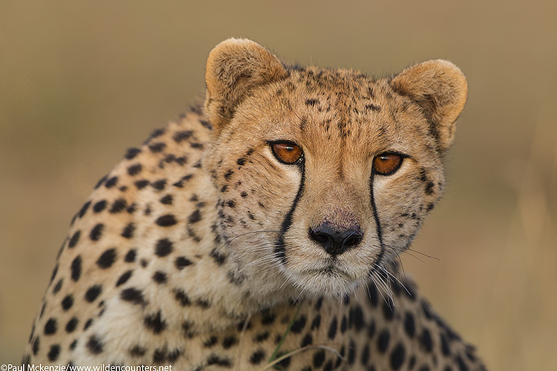 Cheetah portrait, Masai Mara, Kenya