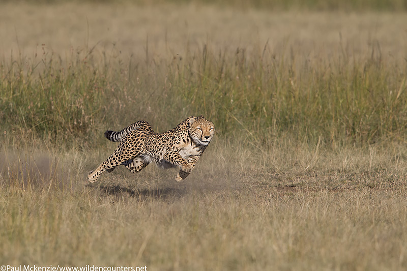 with selection Adult female Cheetah running at top speed, Masai Mara, Kenya_P3I2118 {J}